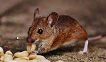 24 Hour & Emergency Exterminators in Montrose, MI